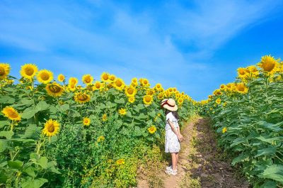 夏のタイムセール開催中！料金変動のあるSAVERプランから最大51%OFF!