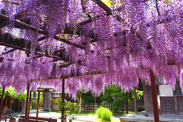The chisen-kaiyu-shiki style garden