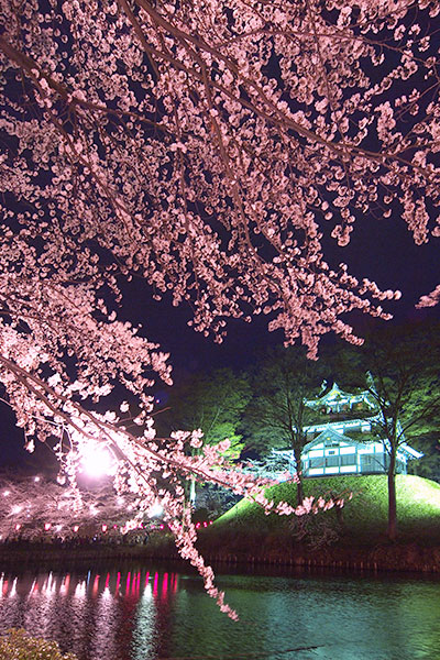 Takada Castle Site Park Cherry Blossom Festival