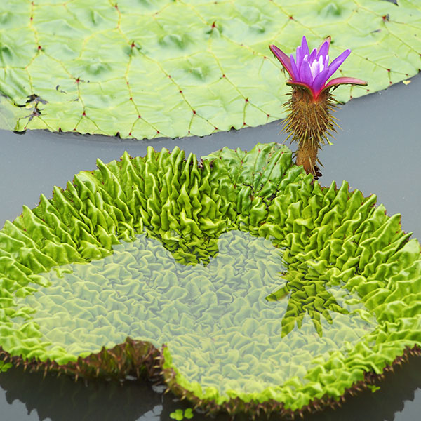 prickly water lily