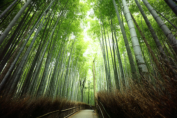 嵐山・竹林の小径（京都市）