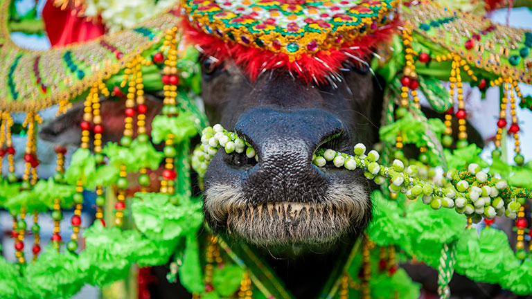 Chonburi Buffalo Race